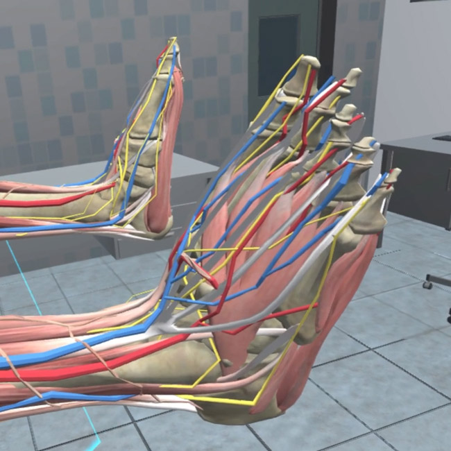 Anatomy VR